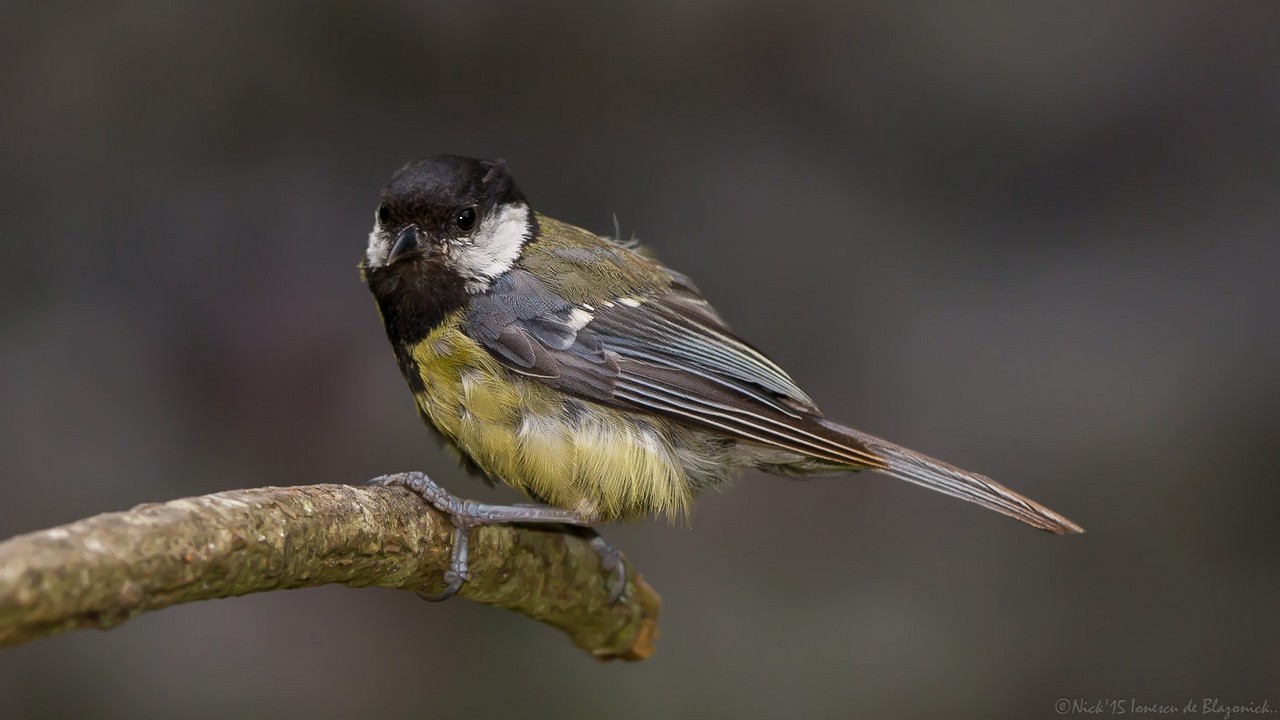 Mostrar Mensajes - nibbiBIRDS-3620