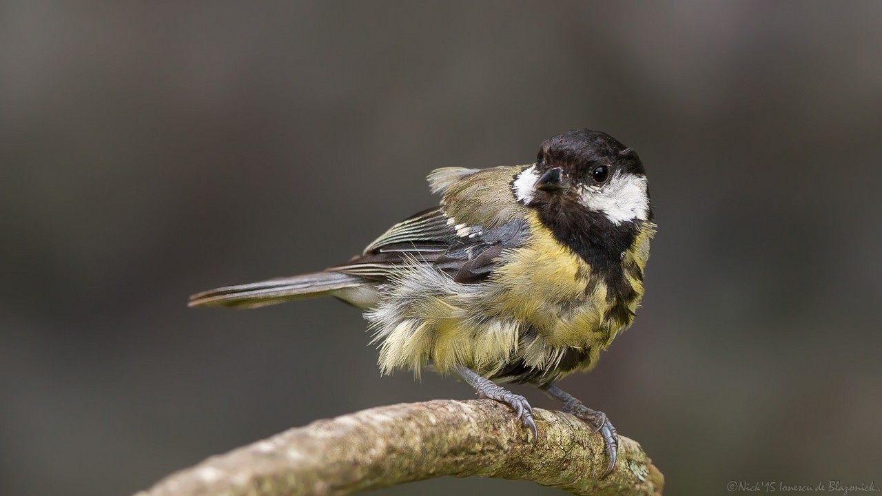 Mostrar Mensajes - nibbiBIRDS-3640