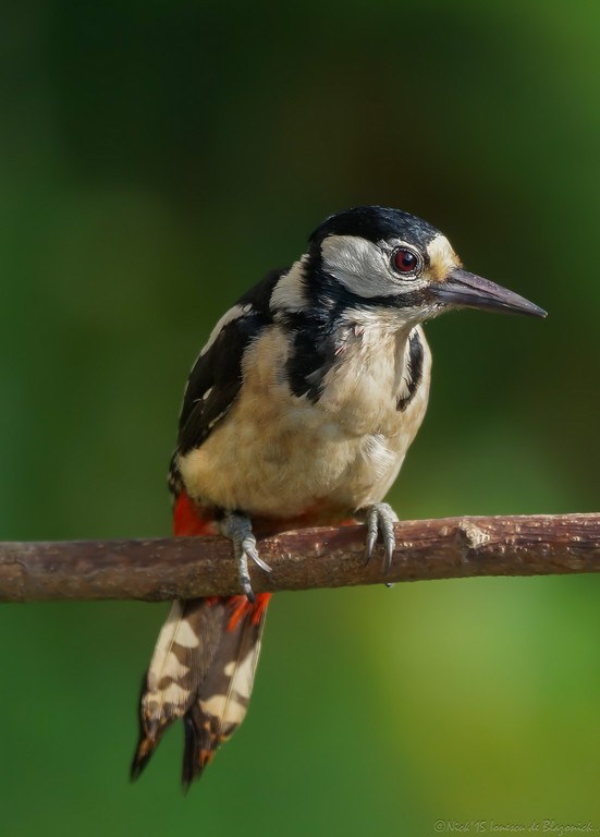 Mostrar Mensajes - nibbiBIRDS-3105
