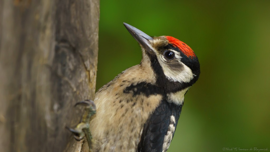 Mostrar Mensajes - nibbiBIRDS-3376
