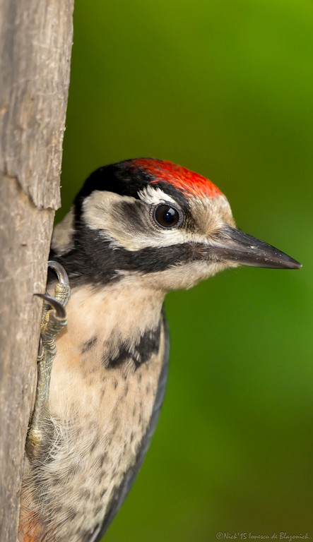 Mostrar Mensajes - nibbiBIRDS-3378