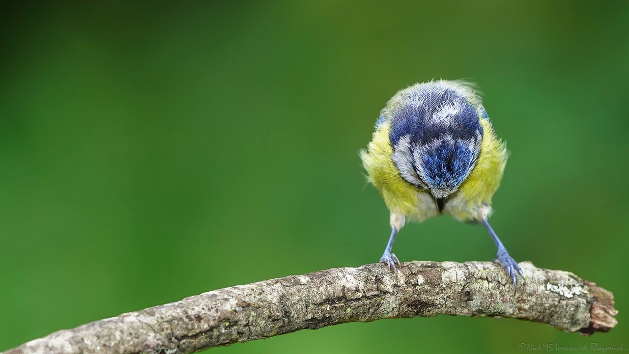 Mostrar Mensajes - nibbiBIRDS-3623