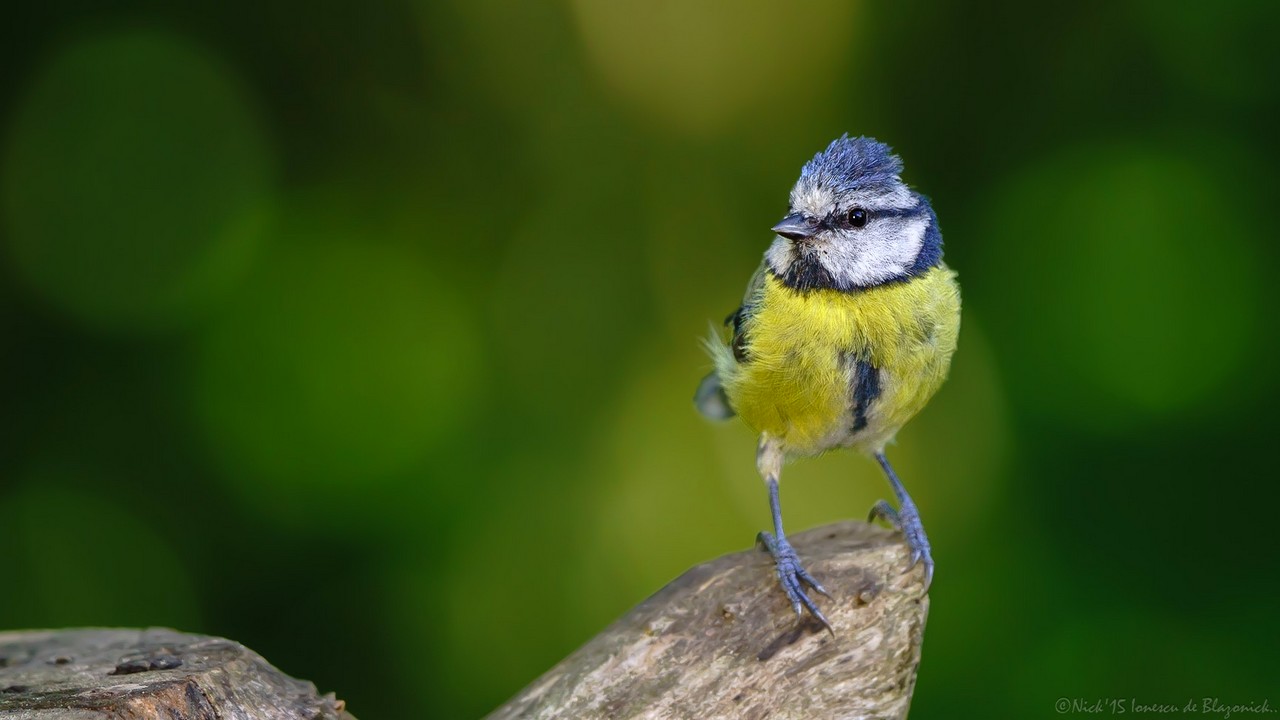Mostrar Mensajes - nibbiBIRDS-3674