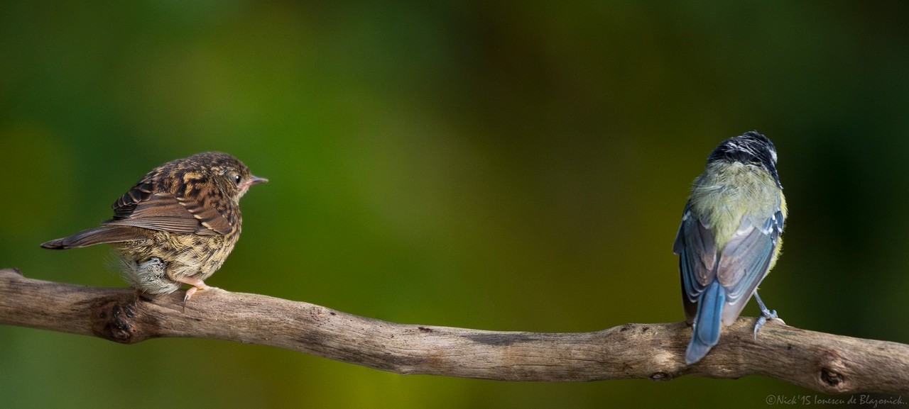 Mostrar Mensajes - nibbiBIRDS-3685