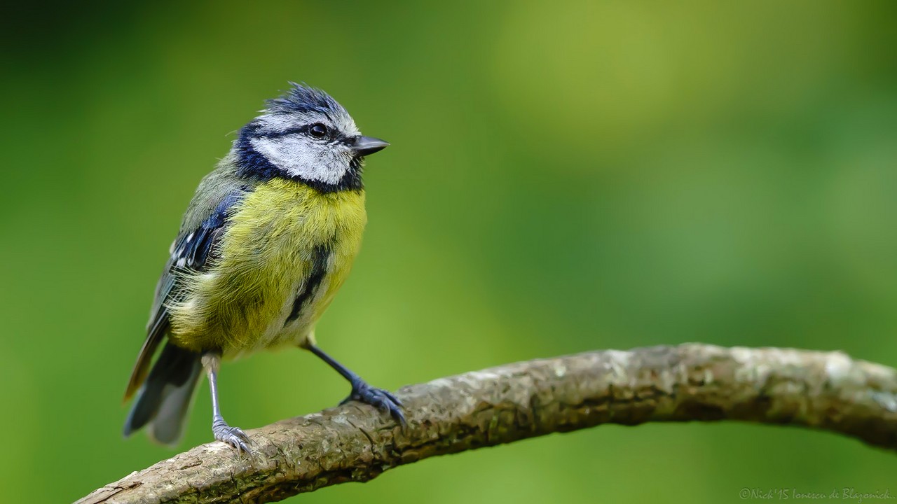 Mostrar Mensajes - nibbiBIRDS-3697
