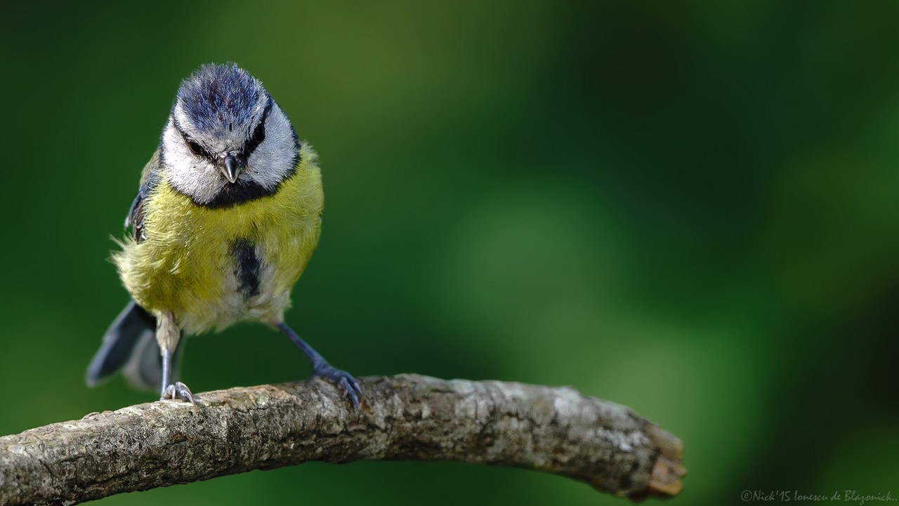 Mostrar Mensajes - nibbiBIRDS-3699