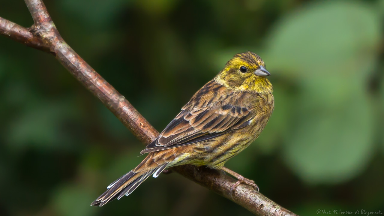 Mostrar Mensajes - nibbiBIRDS-3990