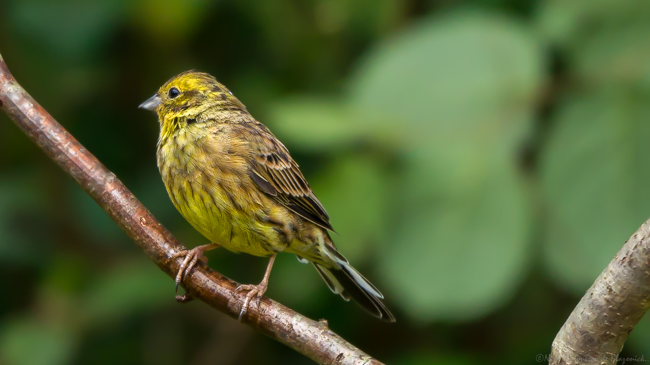Mostrar Mensajes - nibbiBIRDS-3995