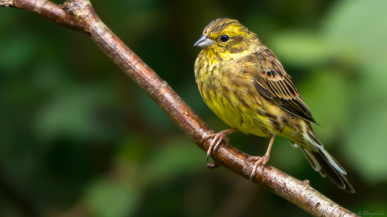 Mostrar Mensajes - nibbiBIRDS-3997